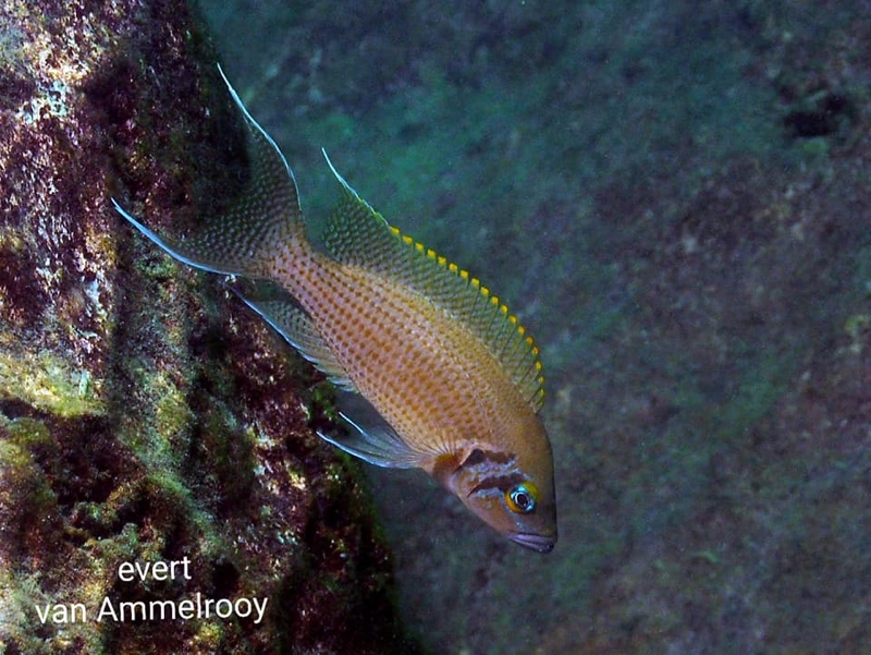 Neolamprologus pulcher 'Isanga Bay'